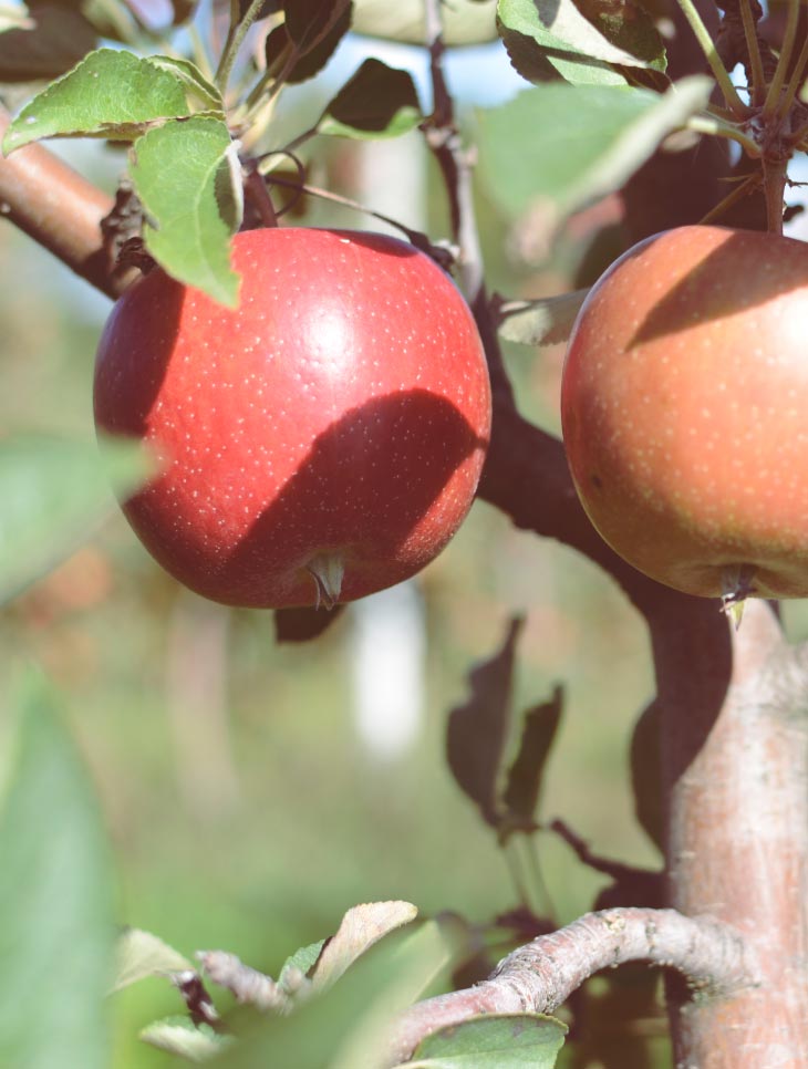 Obstgarten in Hilkering Äpfel