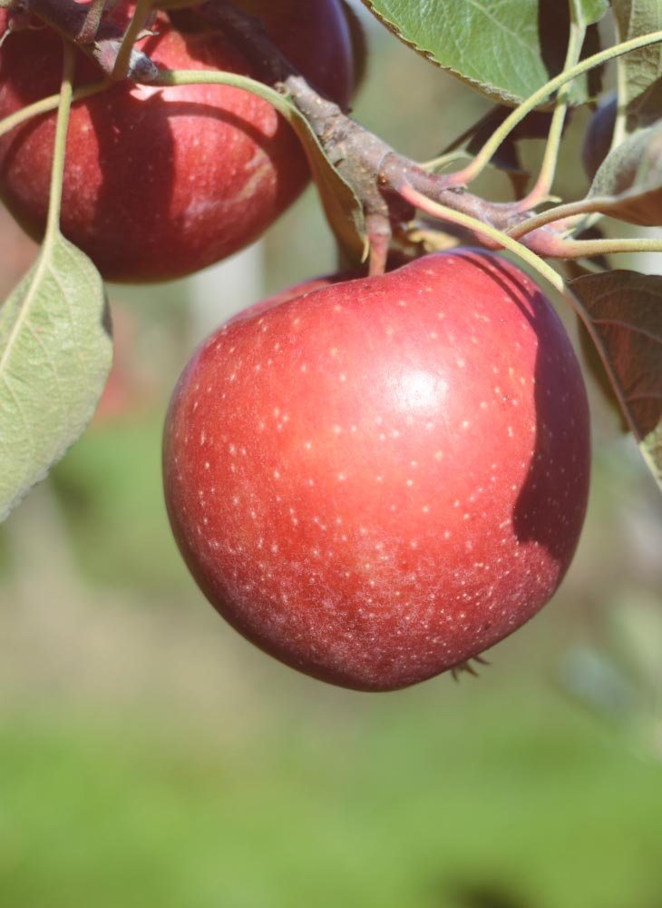 Apfel am Apfelbaum